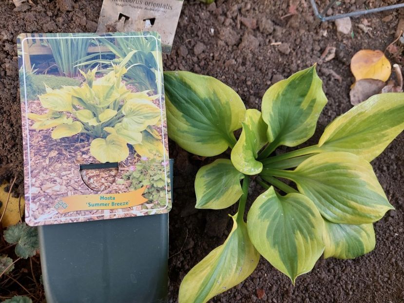  - aaa Comanda plante 2022 2023 2024