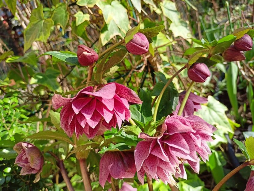 Helleborus "Double Ellen Red" - Grădina 2024