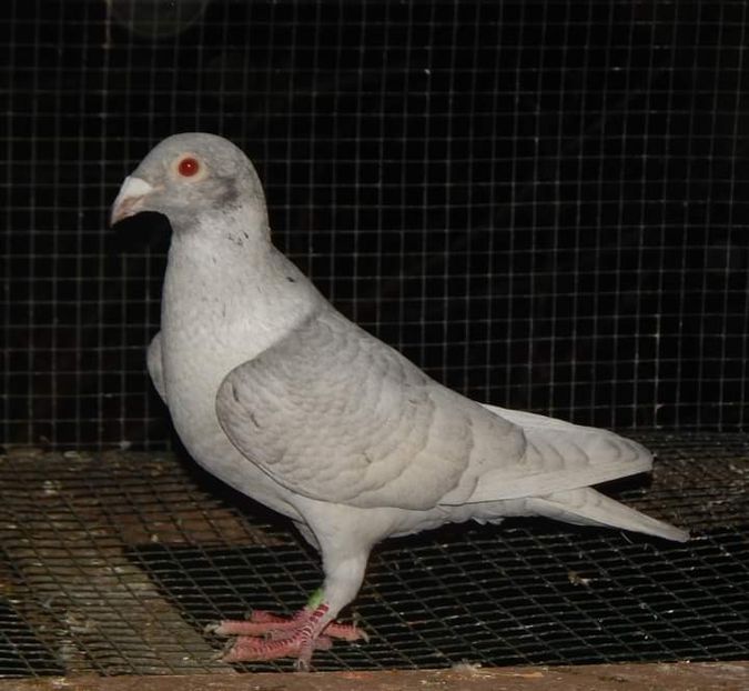  - Nu îmi aparțin 7