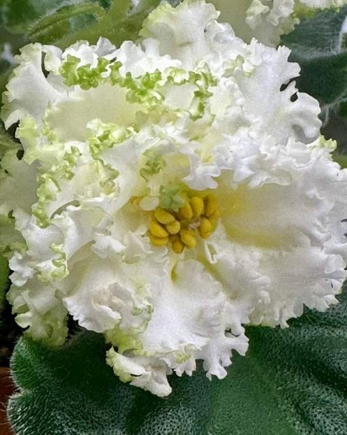 Poza net - LE-Brilliant Tiffany