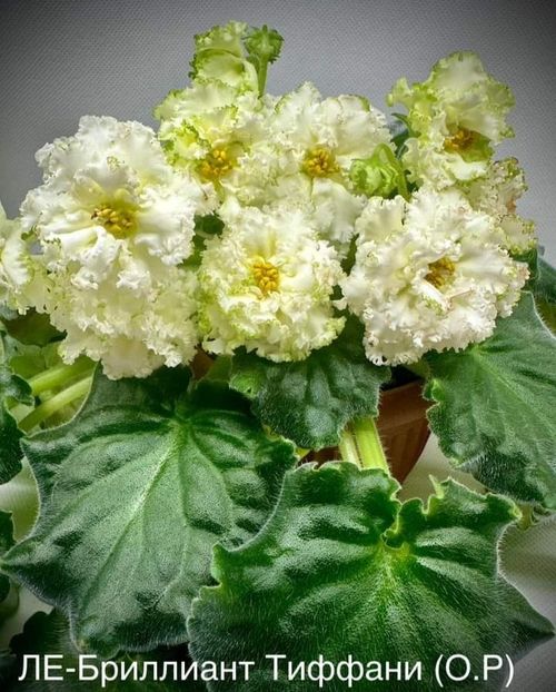 Poza net - LE-Brilliant Tiffany