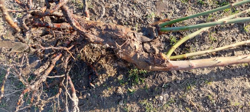 AM radacina altoiti - G Trandafiri de vanzare