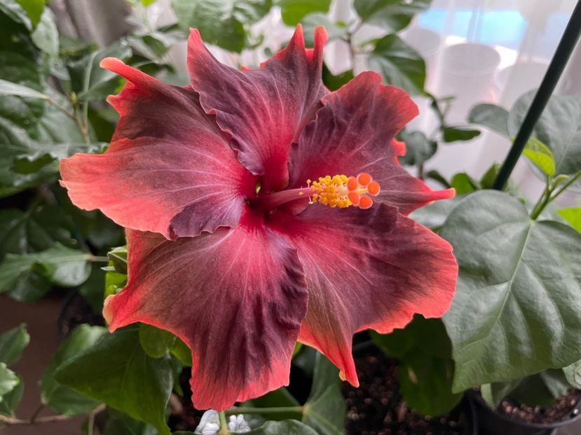  - 001 - Hibiscusi 2024 - 1