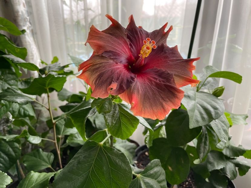  - X - Moorea Juan Lucas