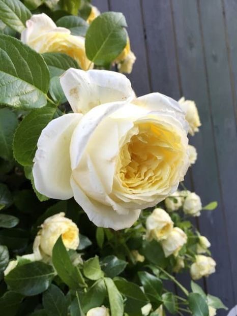 AM - Produse livrate 2