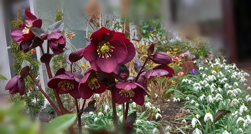 2024 - Helleborus - Spanz