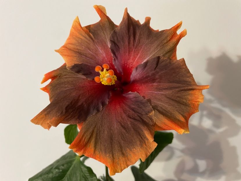  - X - Moorea Juan Lucas