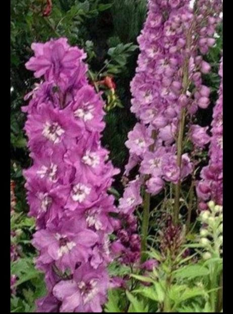 Comandă Ionica Ferenczi - aaa Comanda plante 2022 2023 2024