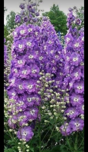 Screenshot_20240229_214251 - aaa Comanda plante 2022 2023 2024