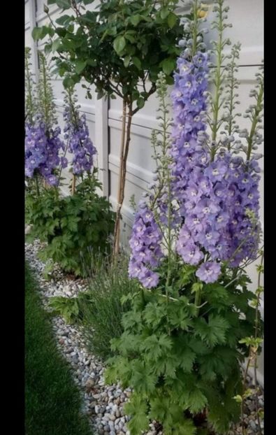 Screenshot_20240229_214237 - aaa Comanda plante 2022 2023 2024