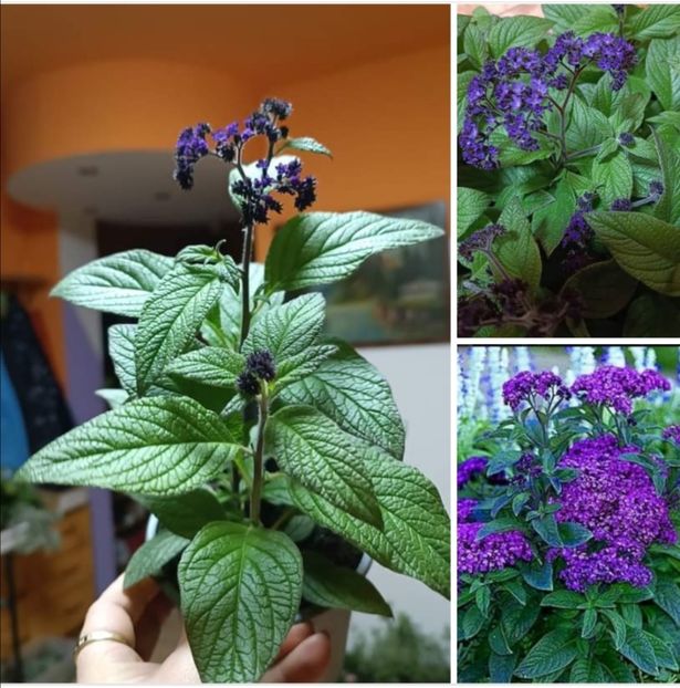 Screenshot_20240229_214205 - aaa Comanda plante 2022 2023 2024