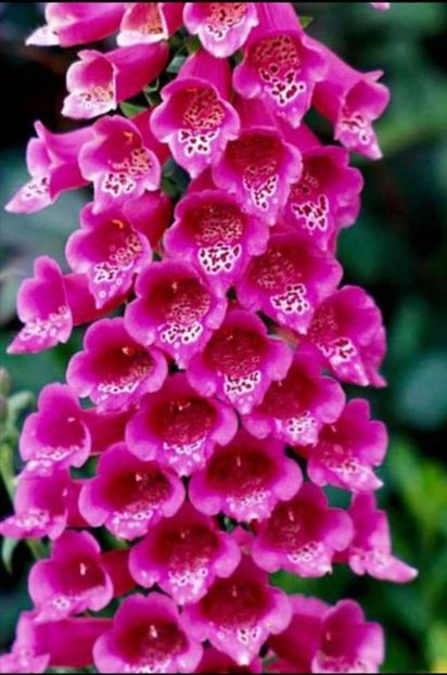 Screenshot_20240229_214150 - aaa Comanda plante 2022 2023 2024