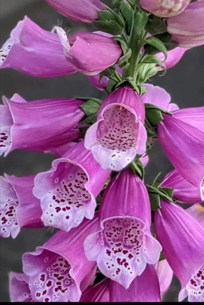 Screenshot_20240229_214137 - aaa Comanda plante 2022 2023 2024