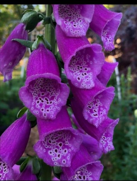 Screenshot_20240229_214126 - aaa Comanda plante 2022 2023 2024