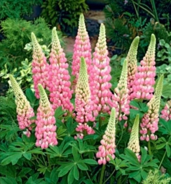 Screenshot_20240229_214115 - aaa Comanda plante 2022 2023 2024