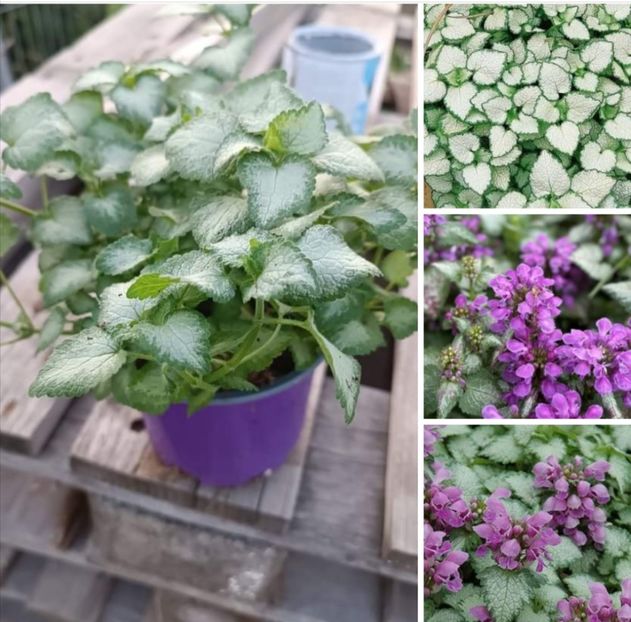 Screenshot_20240229_214105 - aaa Comanda plante 2022 2023 2024