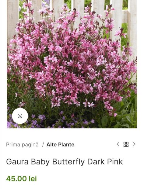 Screenshot_20240229_220225 - aaa Comanda plante 2022 2023 2024