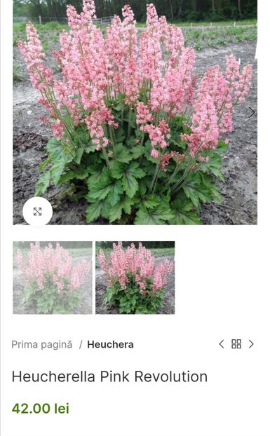 Screenshot_20240229_215856 - aaa Comanda plante 2022 2023 2024