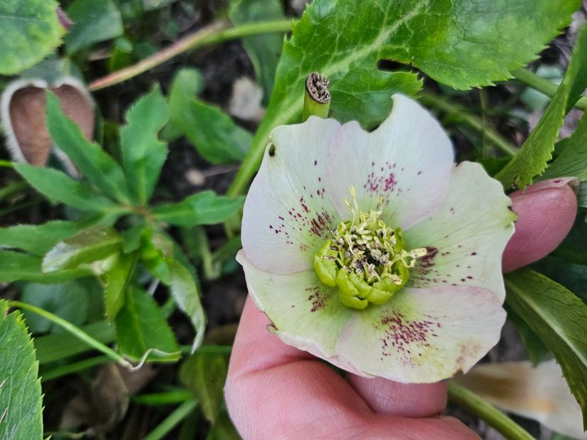  - Spanz 2017 2023 2024