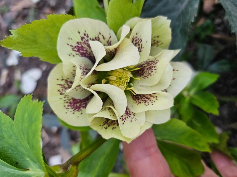  - Spanz 2017 2023 2024