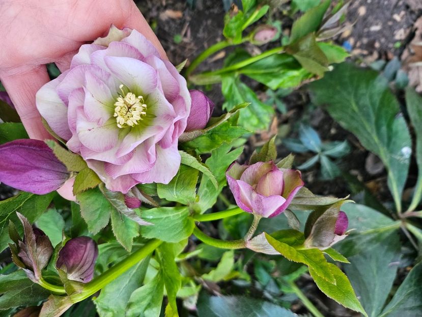  - Spanz 2017 2023 2024