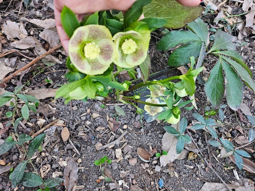  - Spanz 2017 2023 2024