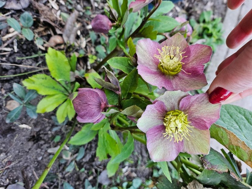  - Spanz 2017 2023 2024