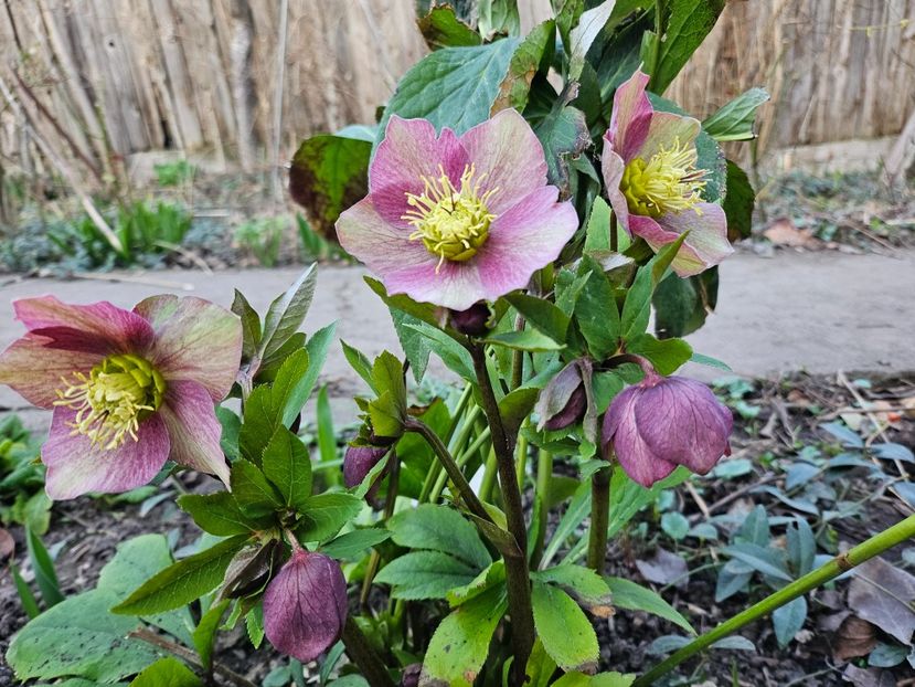  - Spanz 2017 2023 2024