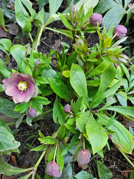  - Spanz 2017 2023 2024