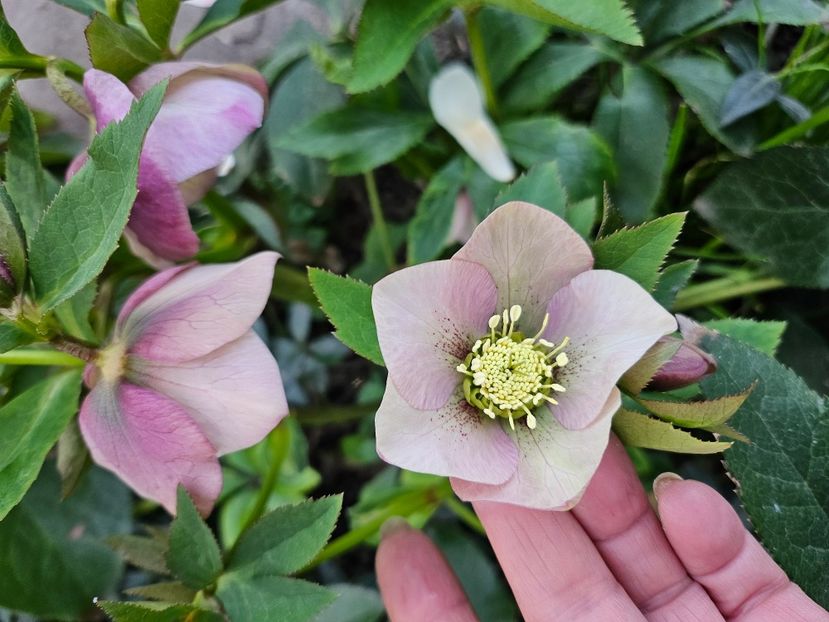  - Spanz 2017 2023 2024