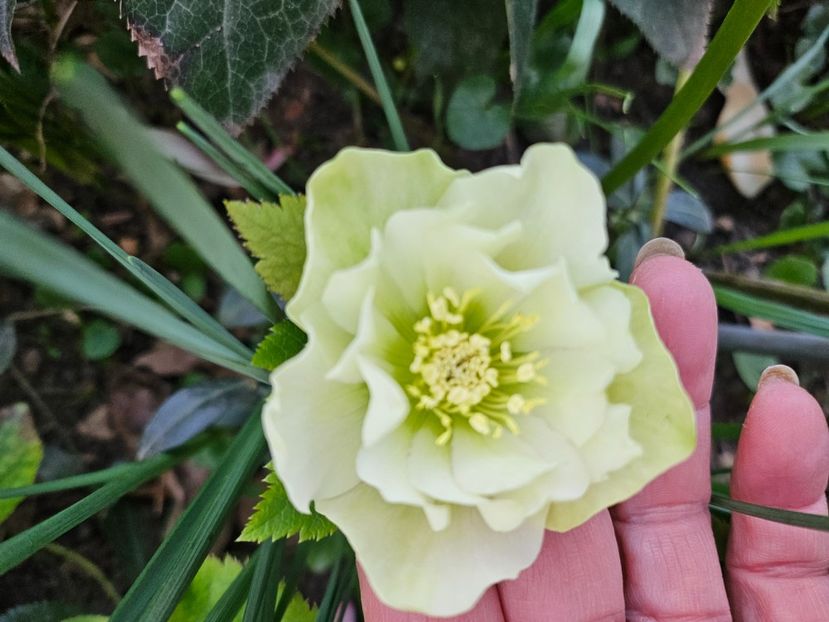  - Spanz 2017 2023 2024