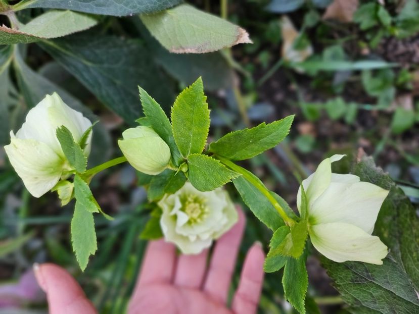  - Spanz 2017 2023 2024