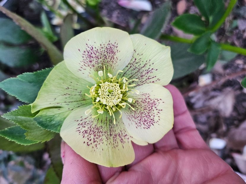  - Spanz 2017 2023 2024