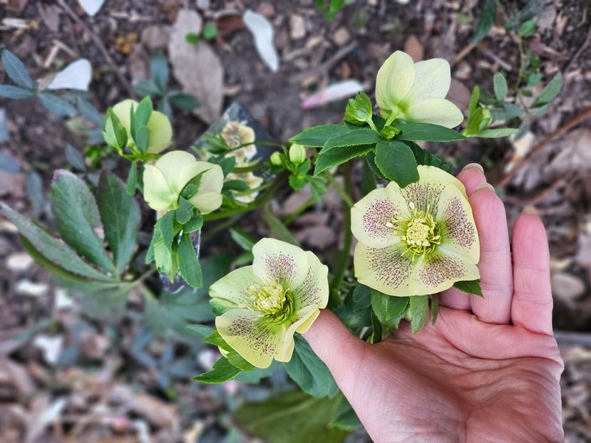  - Spanz 2017 2023 2024