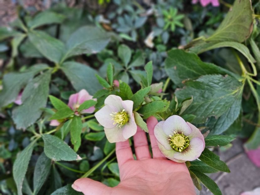  - Spanz 2017 2023 2024