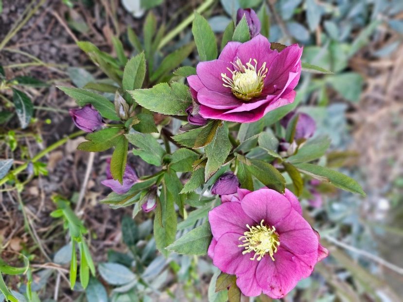  - Spanz 2017 2023 2024