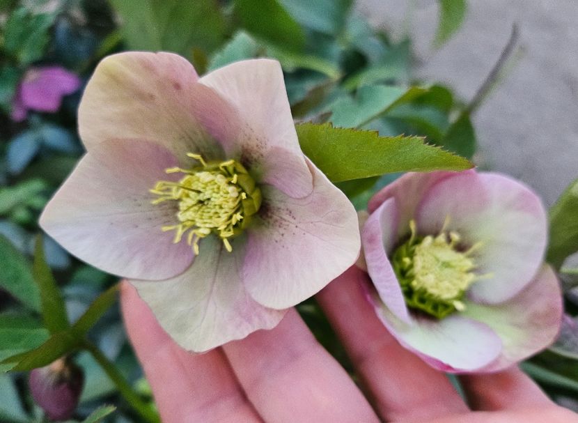  - Spanz 2017 2023 2024