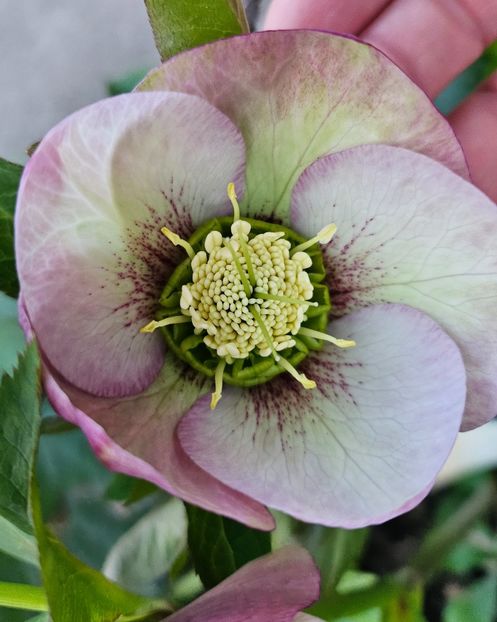  - Spanz 2017 2023 2024