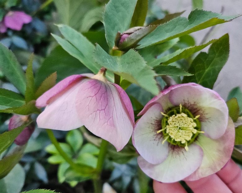  - Spanz 2017 2023 2024