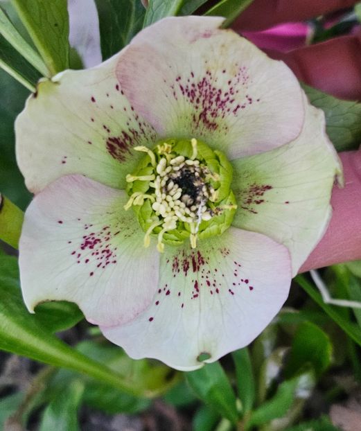  - Spanz 2017 2023 2024