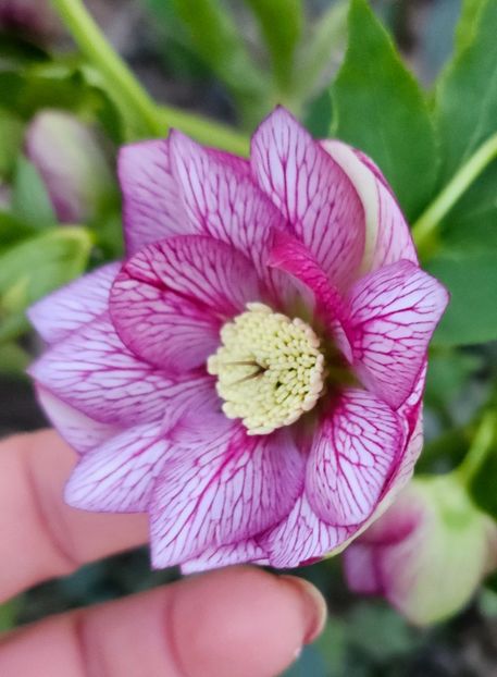  - Spanz 2017 2023 2024