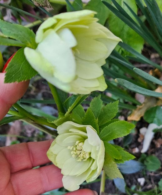  - Spanz 2017 2023 2024