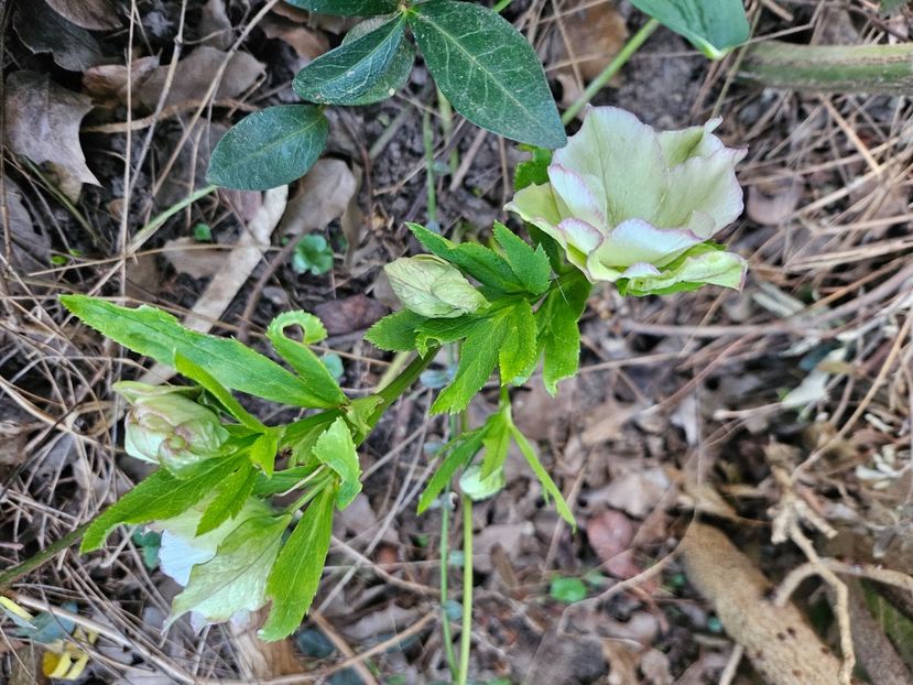  - Spanz 2017 2023 2024