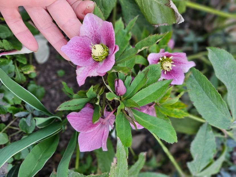  - Spanz 2017 2023 2024