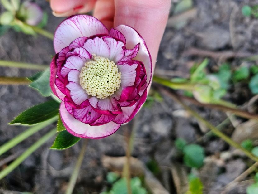  - Spanz 2017 2023 2024