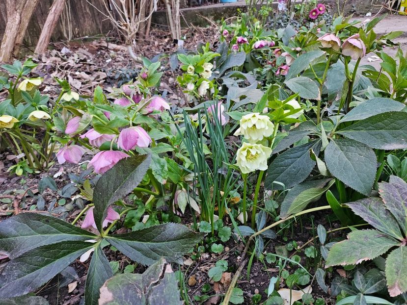  - Spanz 2017 2023 2024