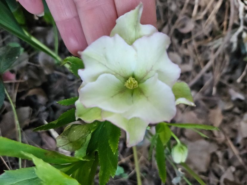  - Spanz 2017 2023 2024