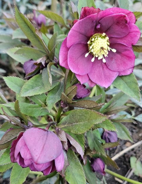  - Spanz 2017 2023 2024