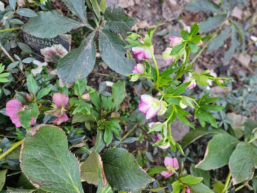  - Spanz 2017 2023 2024