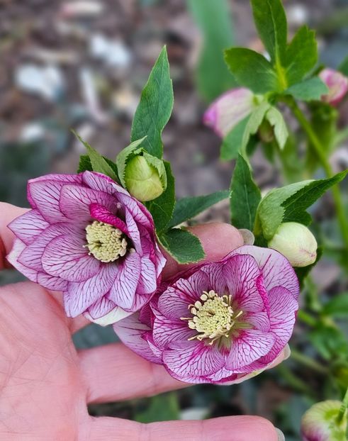  - Spanz 2017 2023 2024